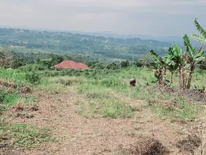 Do You Dream Big Biger ,Grab This Land No Regret
