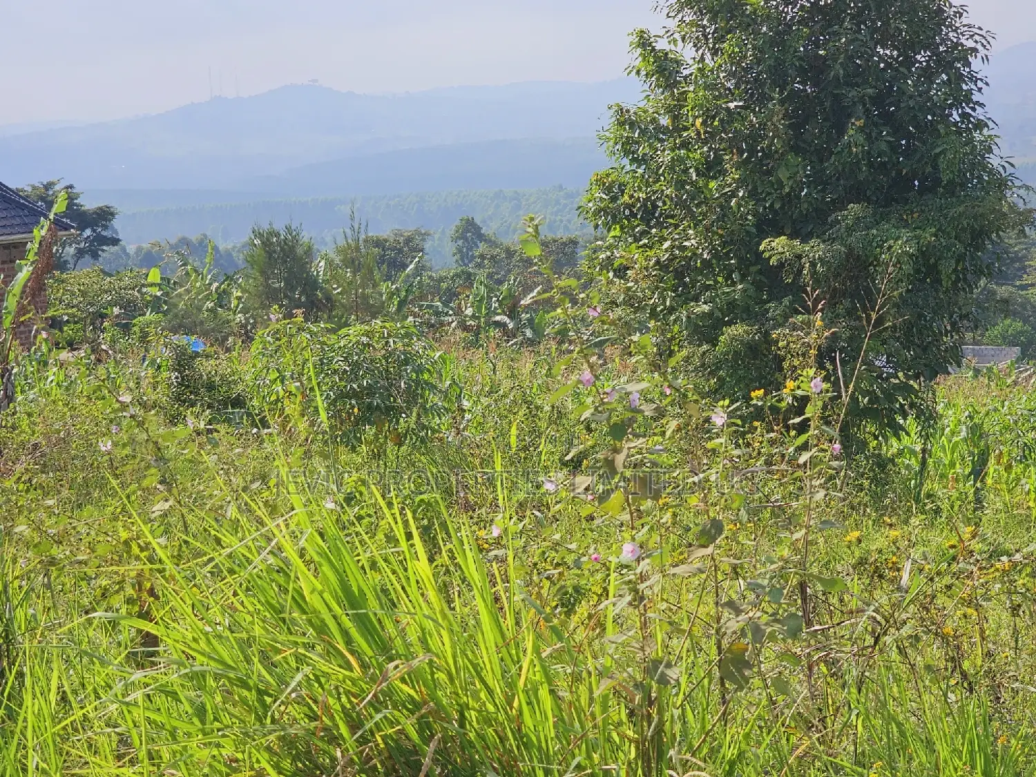 Do You Dream Big Biger ,Grab This Land No Regret