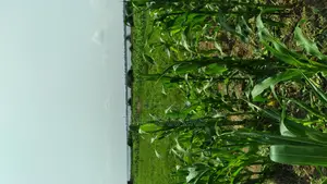 Photo - Land for Rent