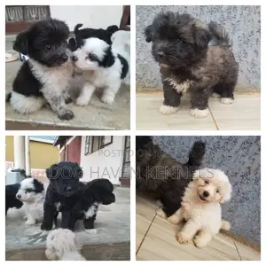 Photo - 1-3 months Male Purebred Maltese