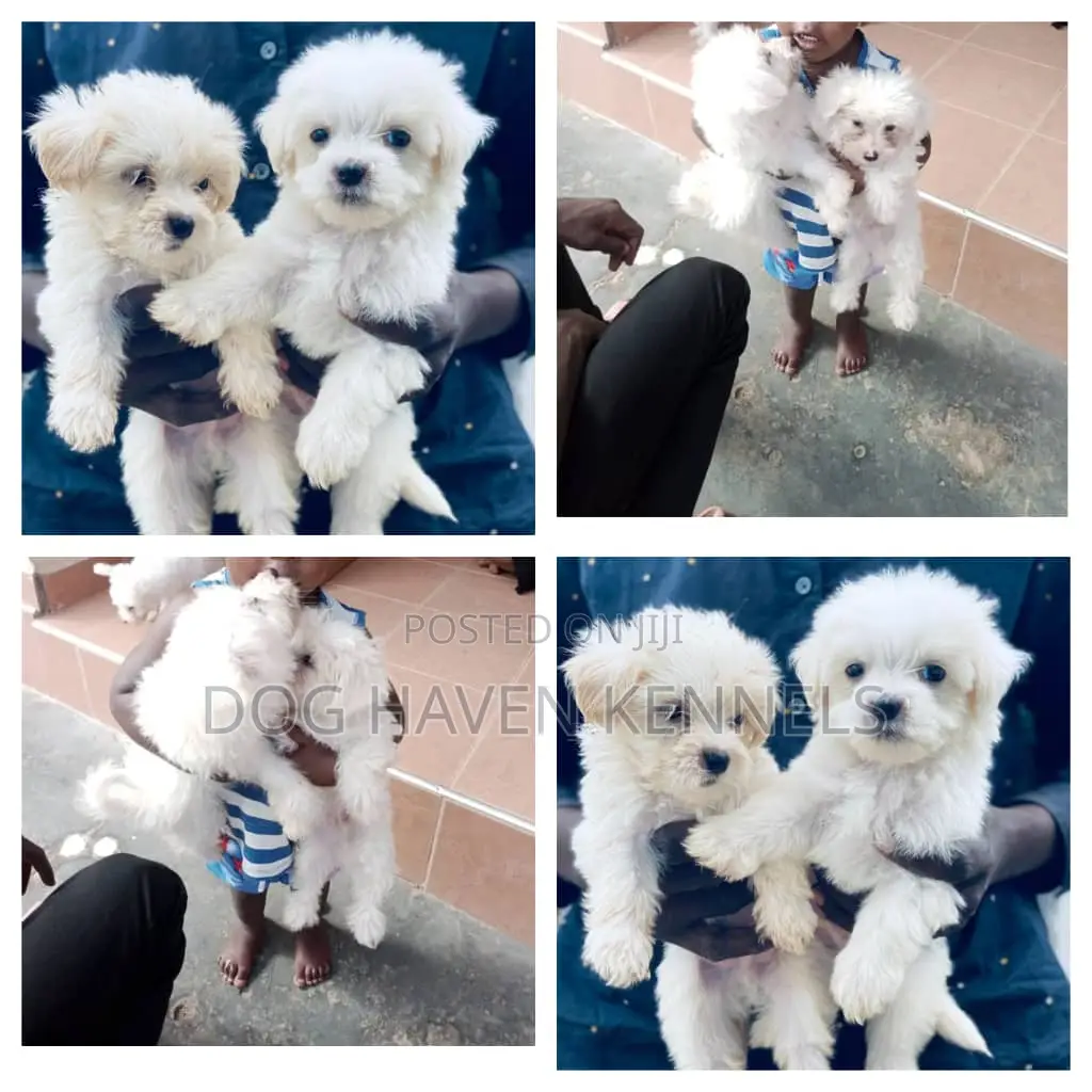 1-3 months Female Purebred Maltese