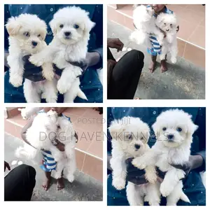 Photo - 1-3 months Female Purebred Maltese