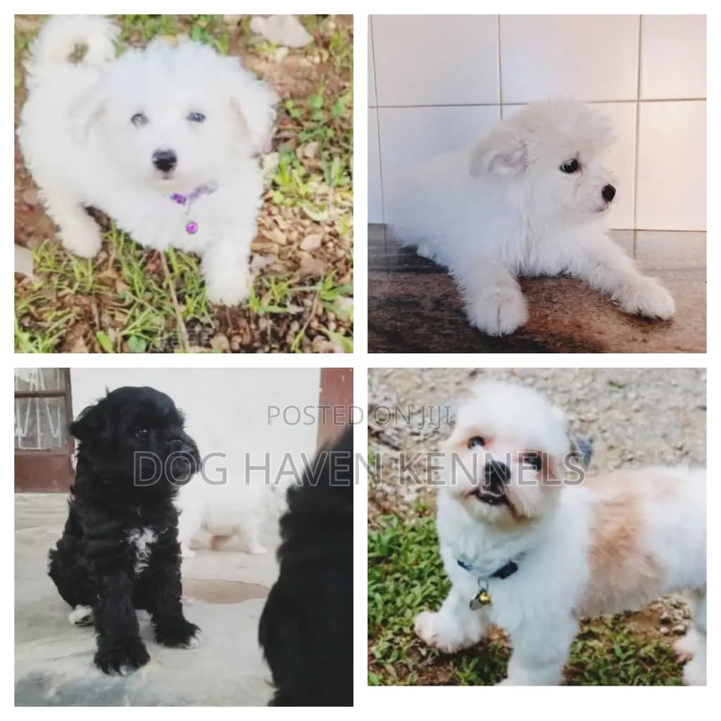 3-6 months Female Purebred Maltese