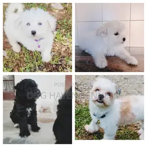 3-6 months Female Purebred Maltese