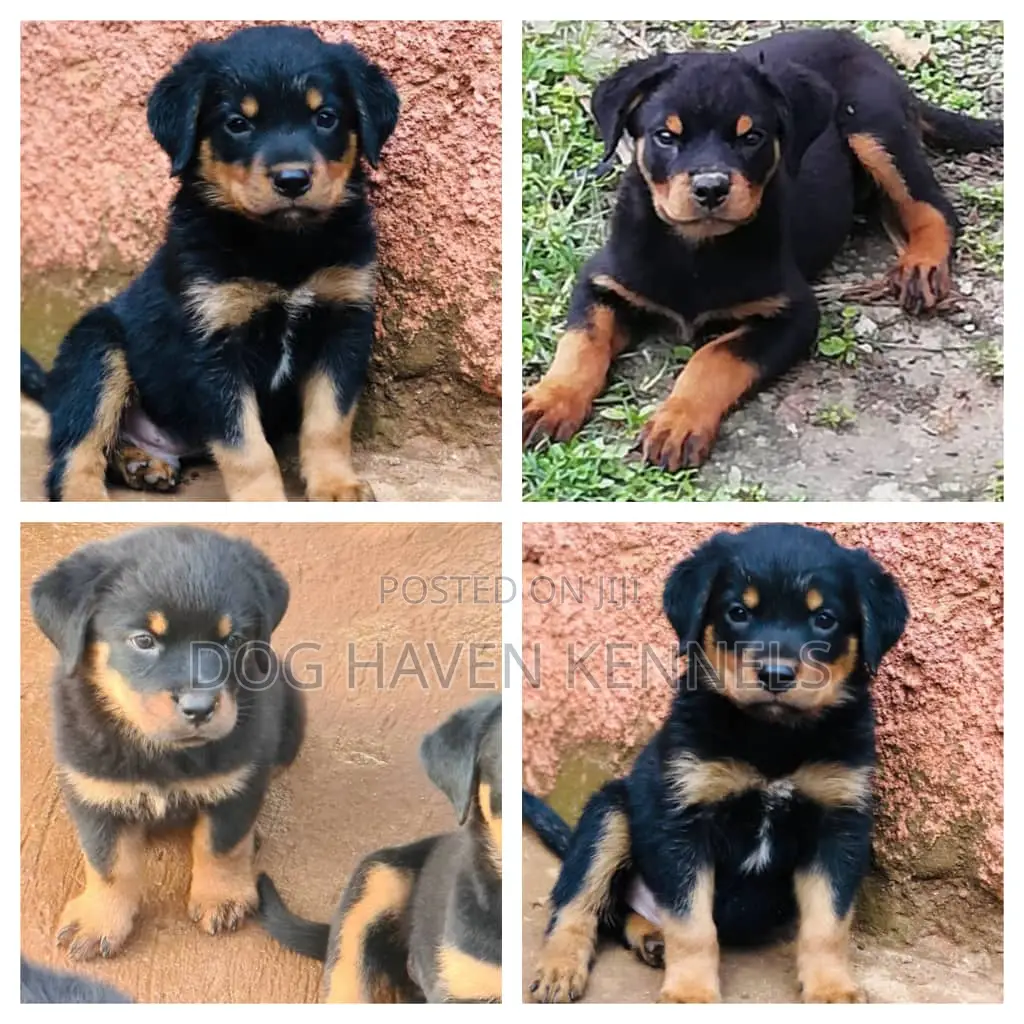 1-3 months Female Purebred Rottweiler
