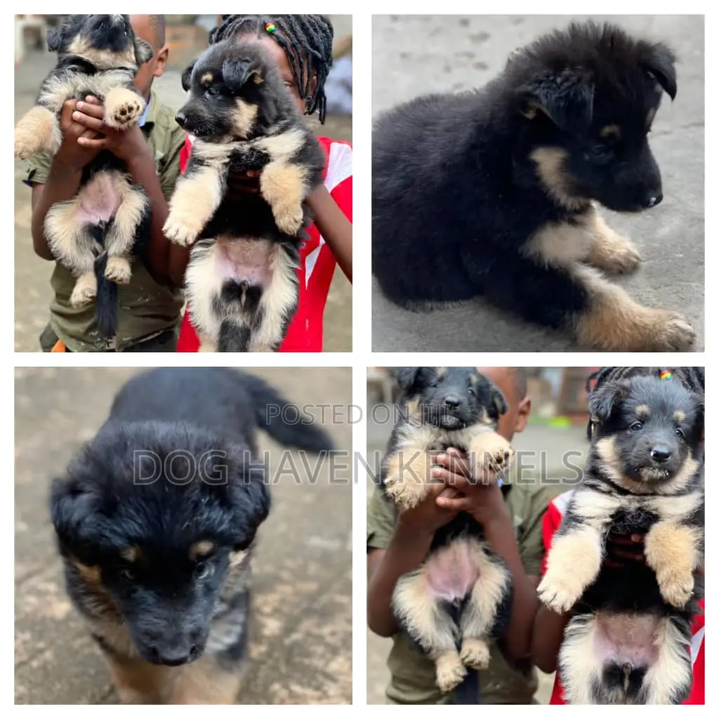 1-3 months Male Purebred German Shepherd