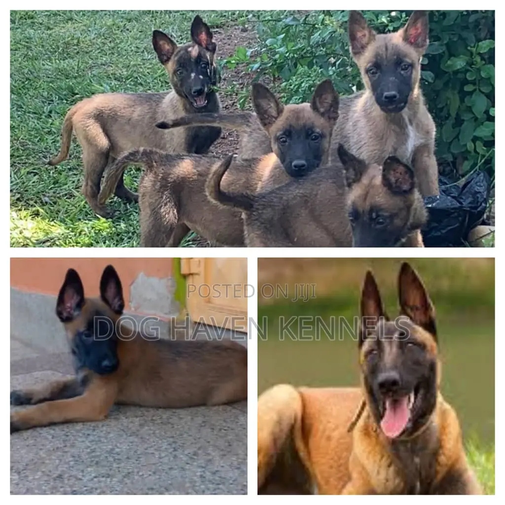 3-6 months Male Purebred Belgian Malinois