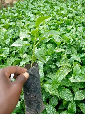 (Masaka/ Direct) Purple Non Graphited Passion Fruit