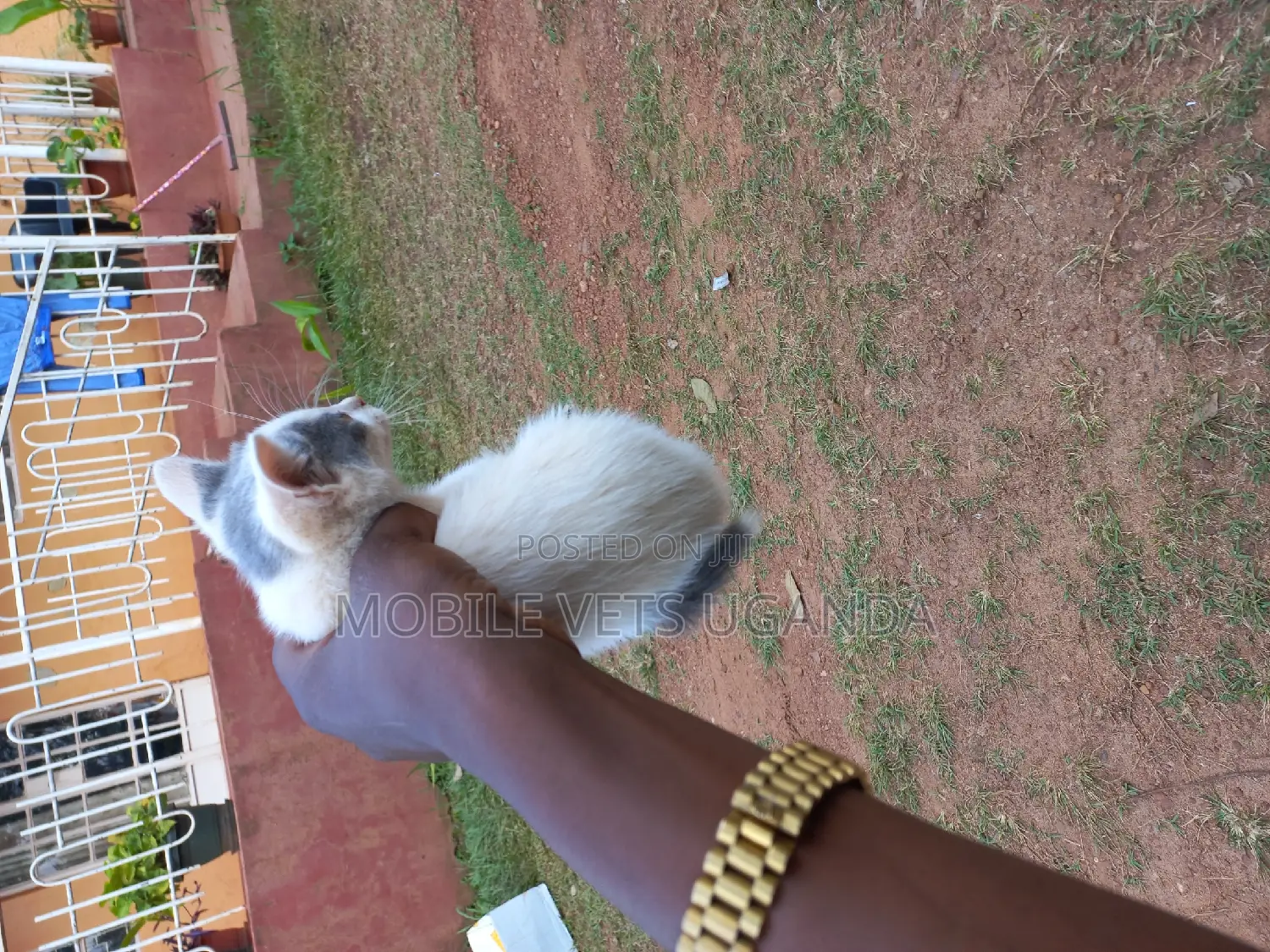 0-1 month Male Purebred Exotic