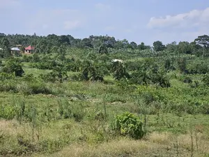 Plots at Affordable Prices in Namayumba Nagulu