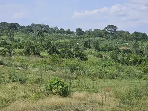 Plots at Affordable Prices in Namayumba Nagulu