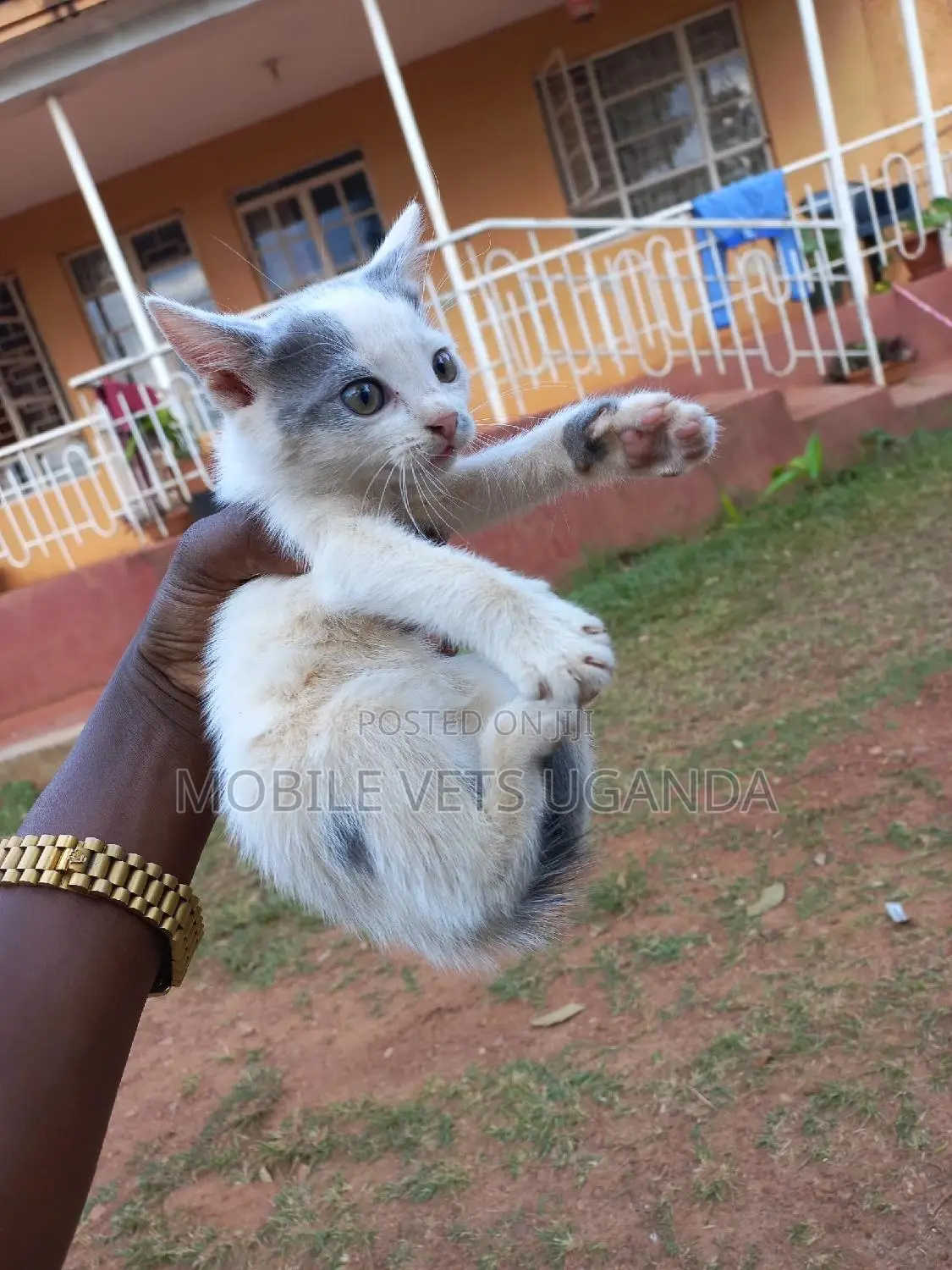 1-3 months Male Purebred Exotic