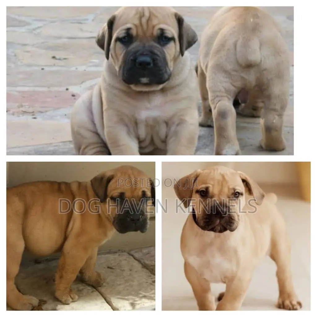 1-3 months Male Purebred Boerboel