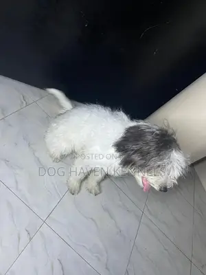 3-6 months Male Purebred Maltese