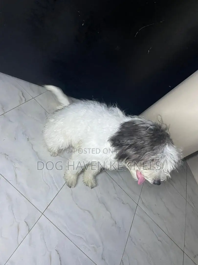 3-6 months Male Purebred Maltese