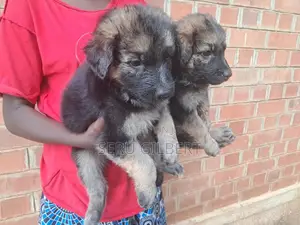 1-3 months Male Purebred German Shepherd