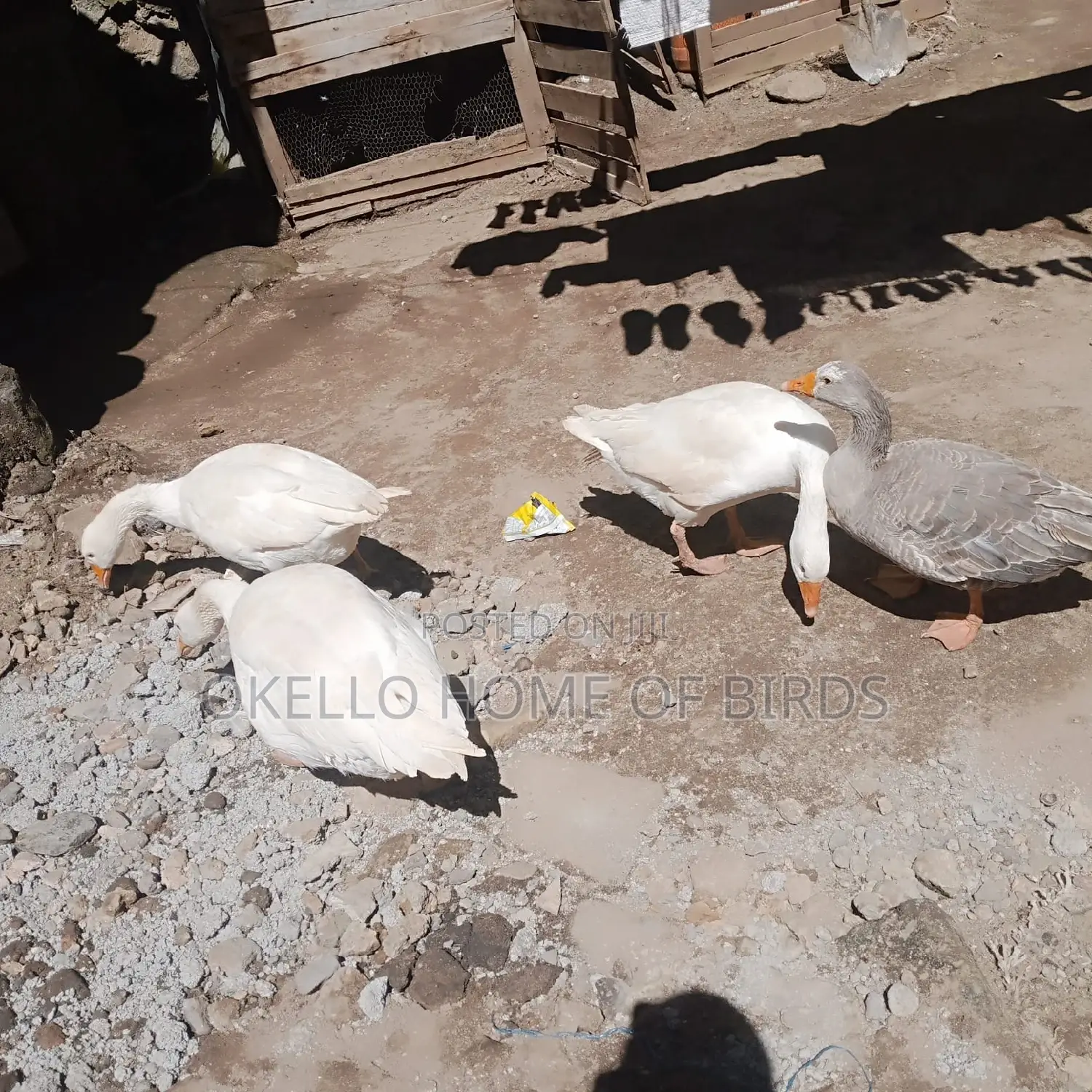 3 Females and One Male for Breeding