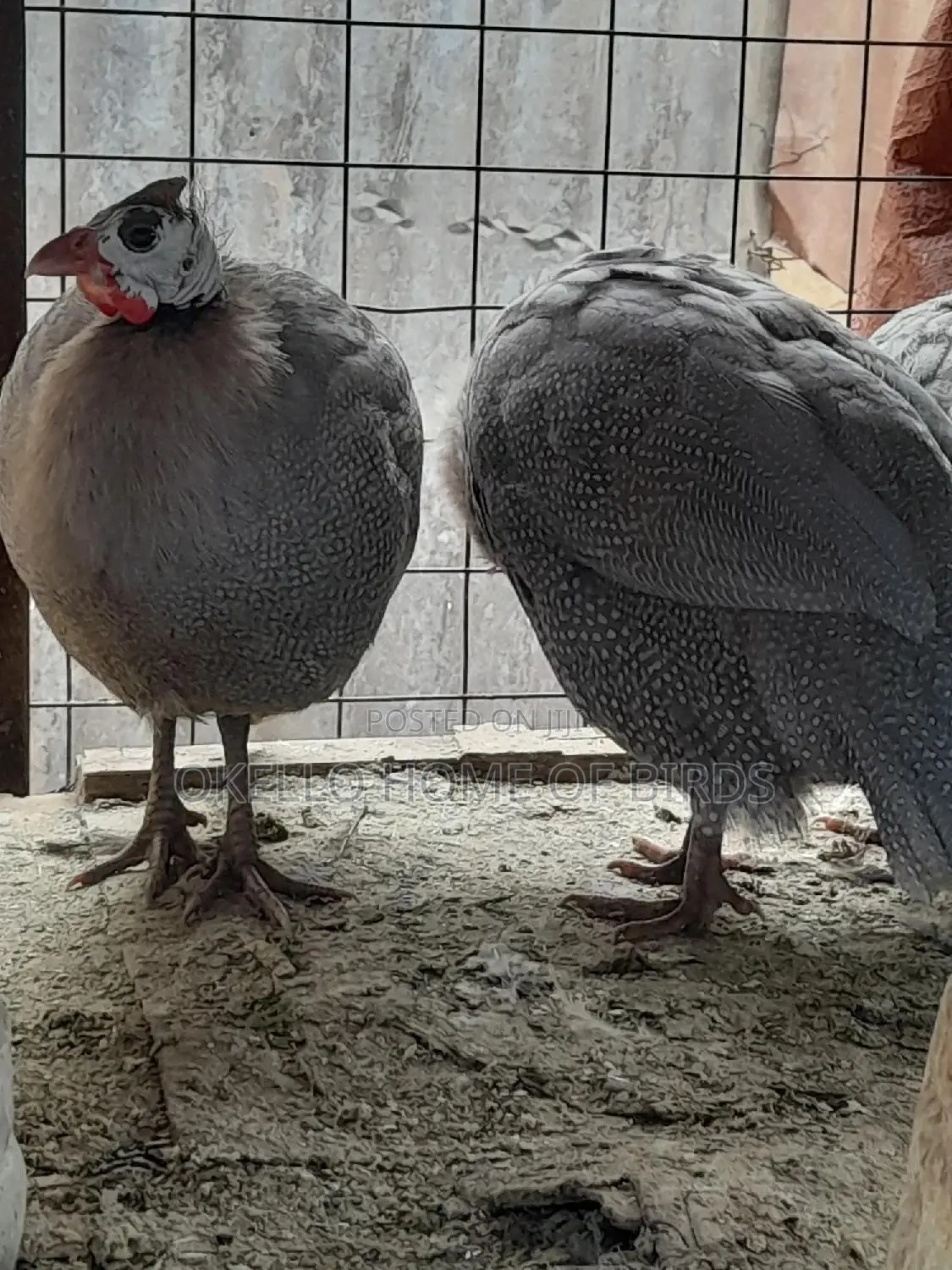 Lavender Guinea Fowlz Male and Female