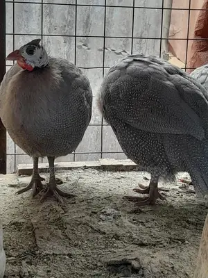 Lavender Guinea Fowlz Male and Female
