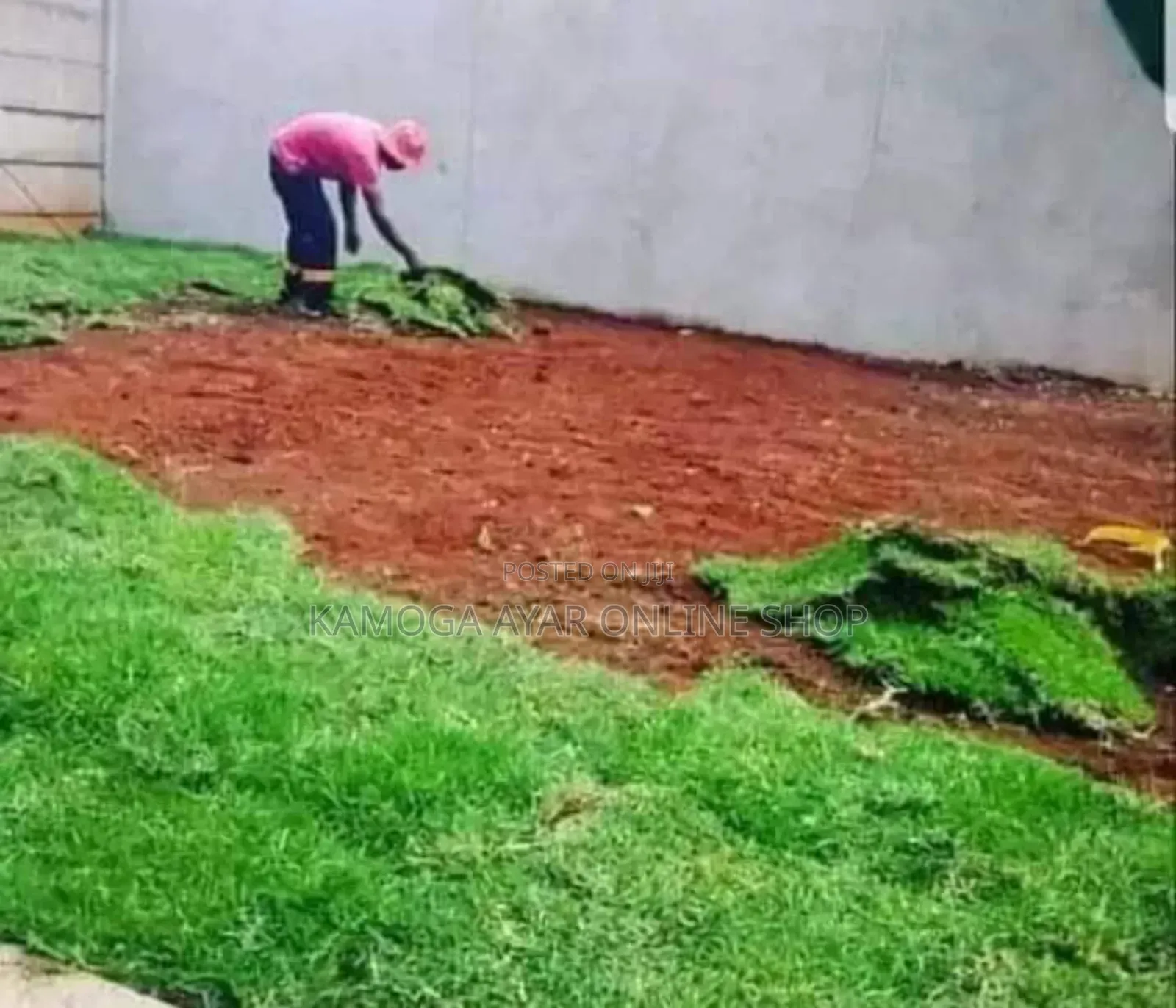 Natural Garden Paspalum Grass /Good Lawn
