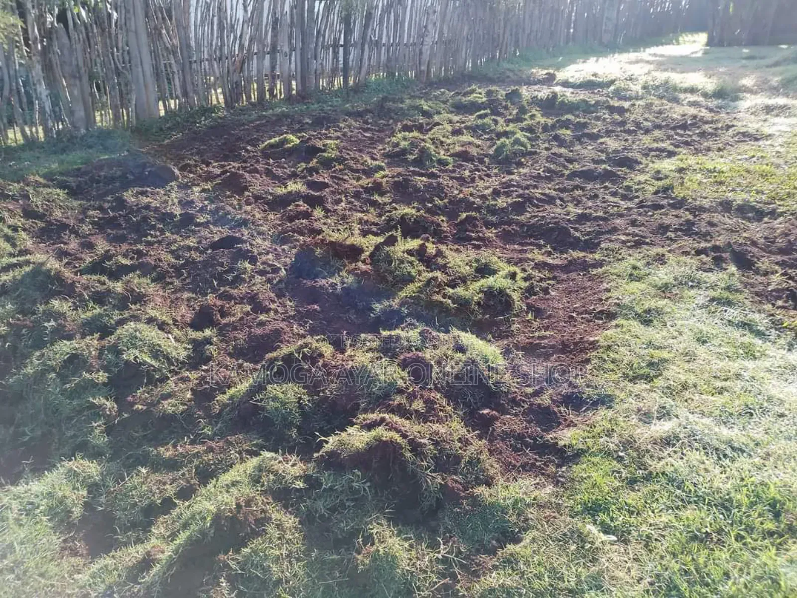 Natural Garden Paspalum Grass /Good Lawn