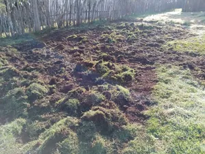 Natural Garden Paspalum Grass /Good Lawn