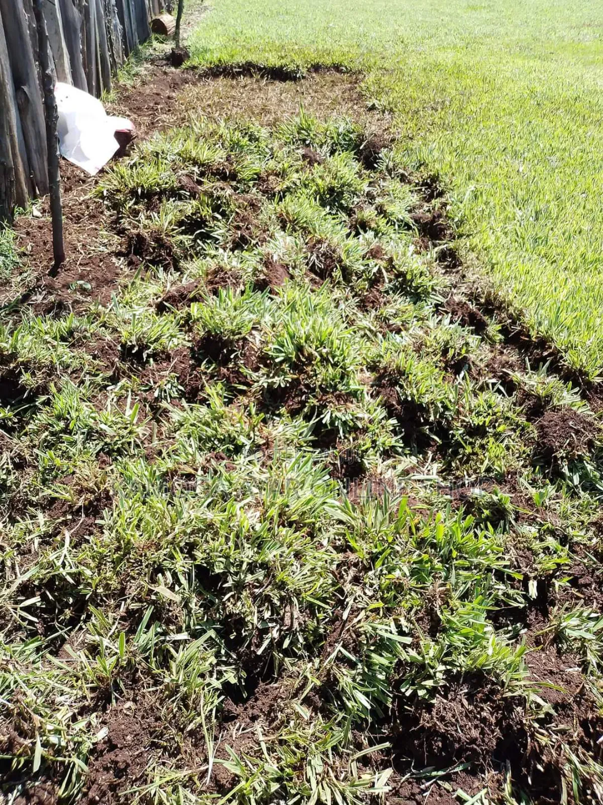 Natural Paspalum Grass For Compound