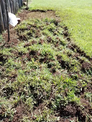 Natural Paspalum Grass For Compound
