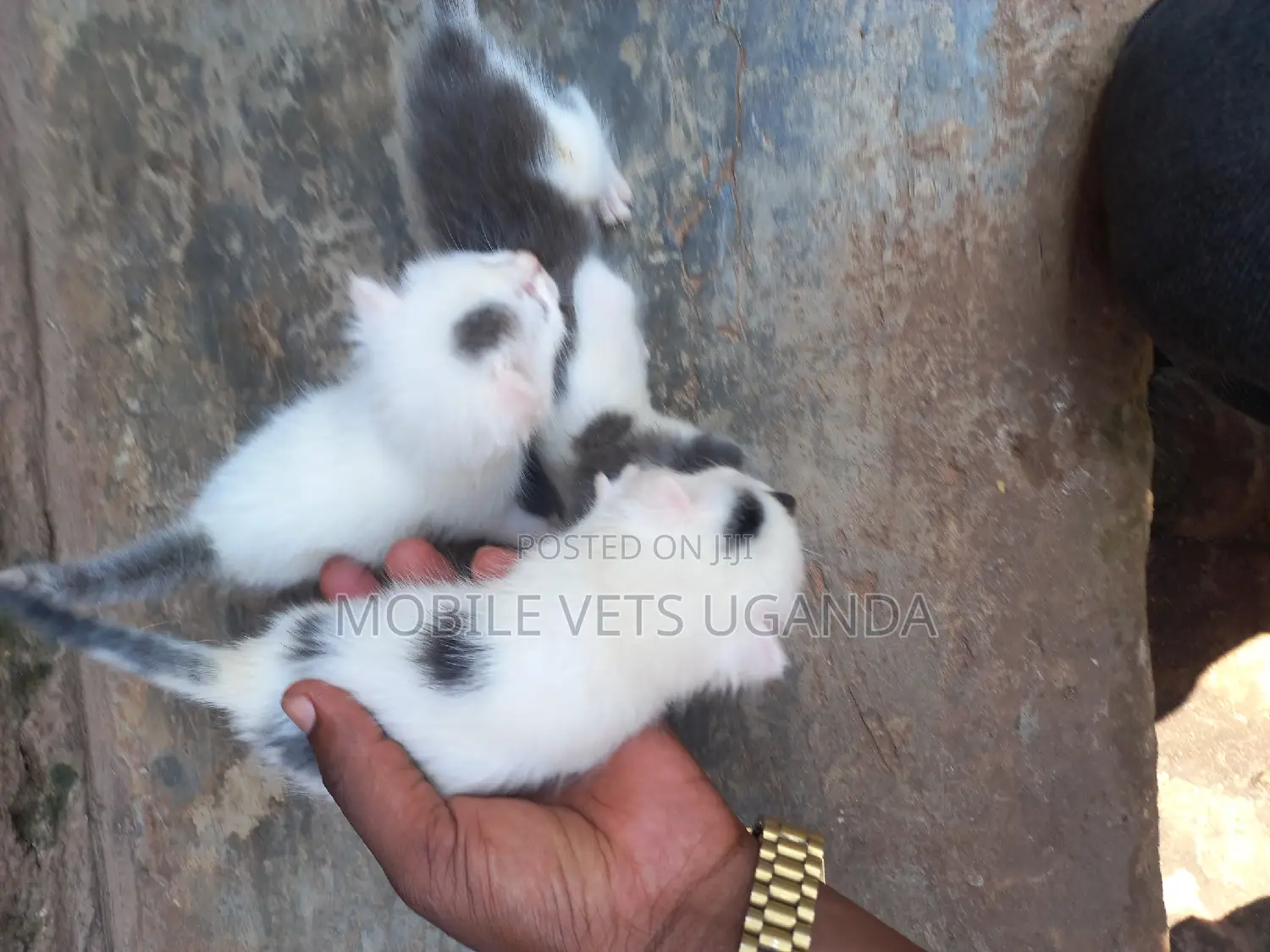 0-1 month Female Purebred American Bobtail