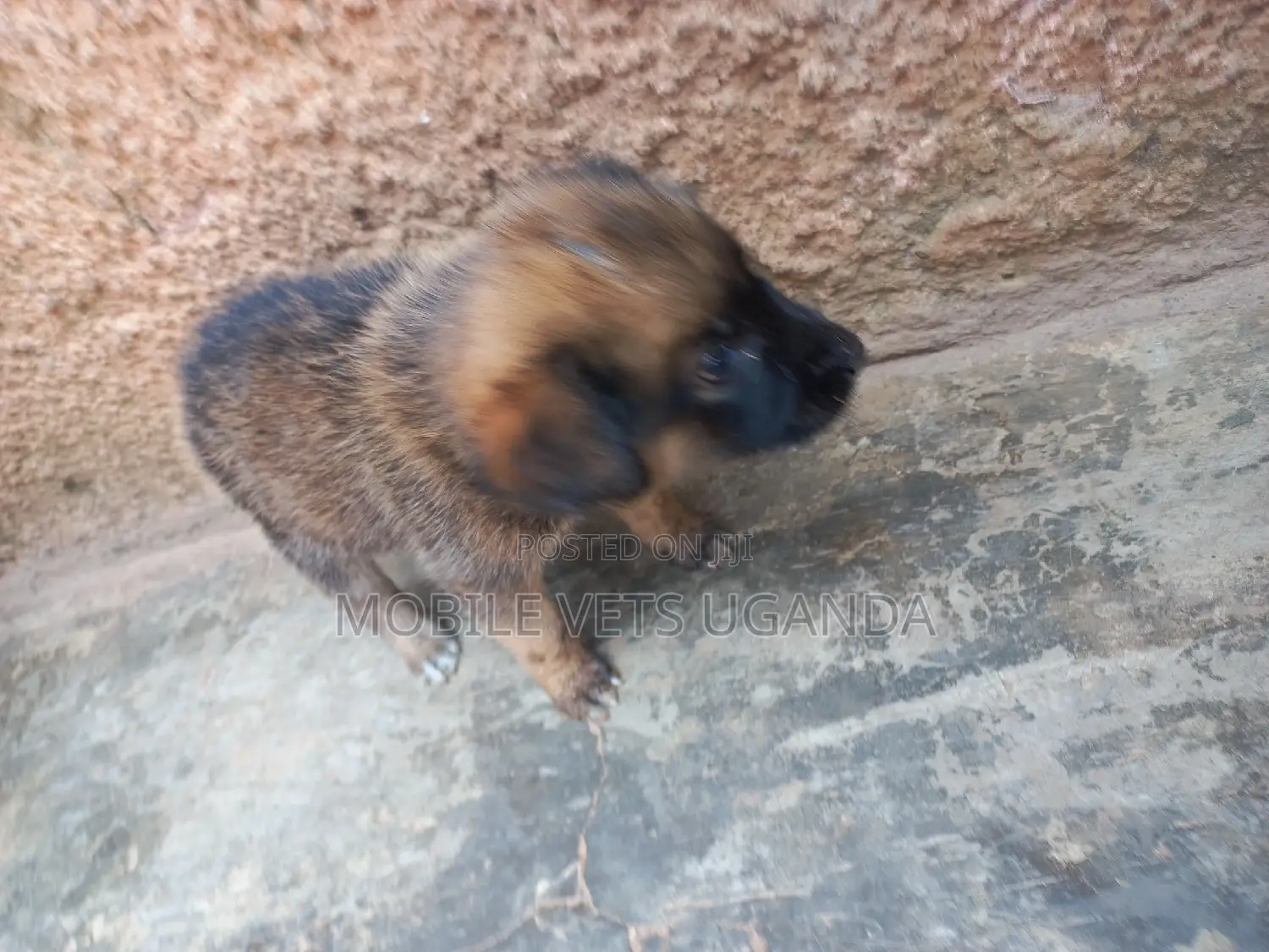 1-3 months Male Purebred German Shepherd