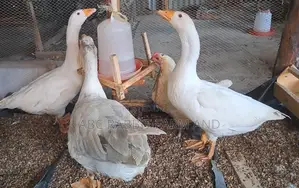 Photo - Laying Geese for Sale 1 Females 1 Male Adult