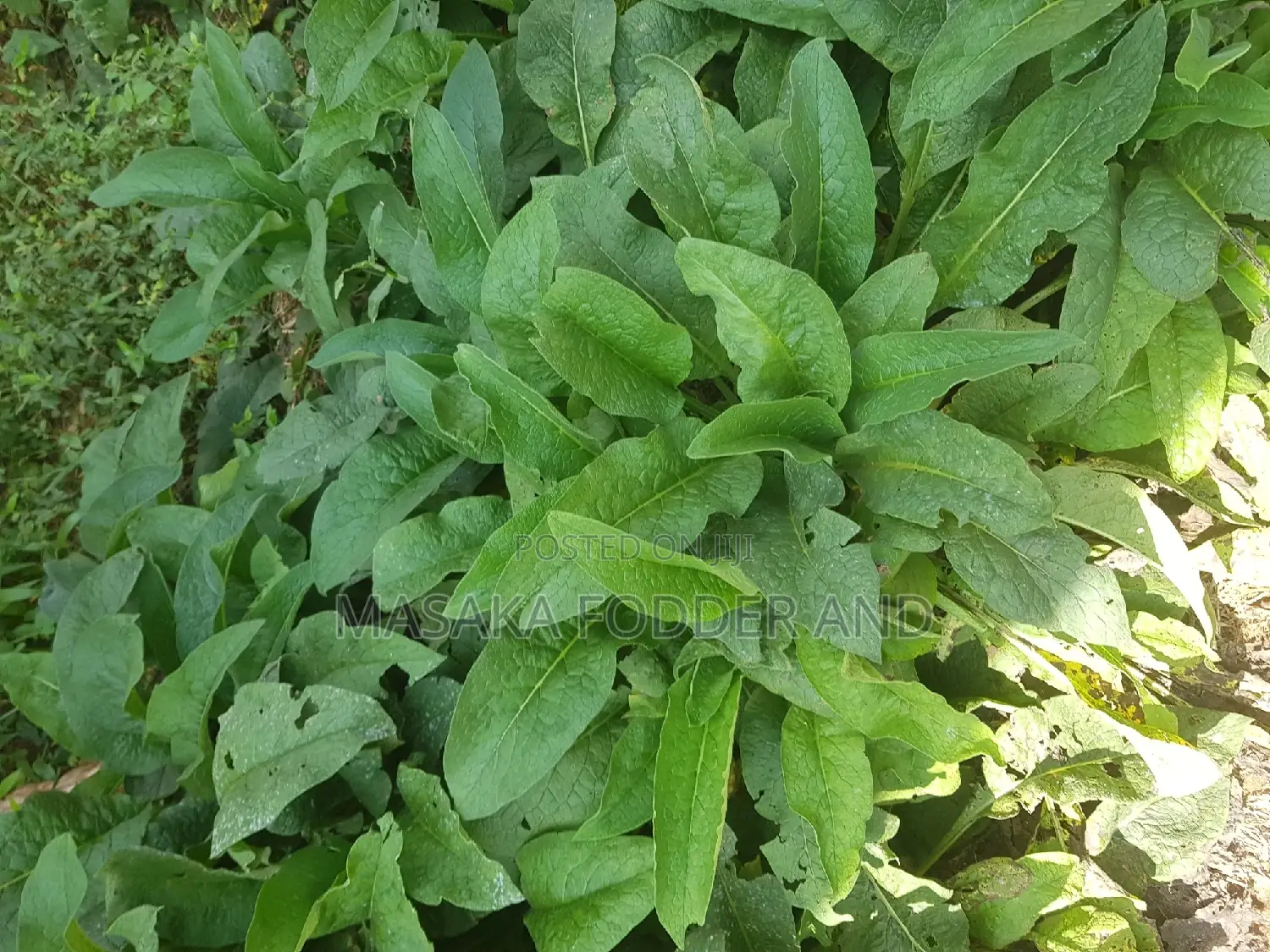 Russian Comfrey