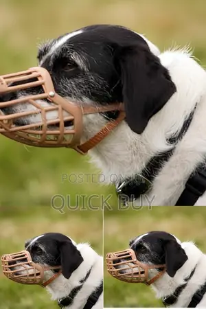 Photo - High Quality Dog Collar