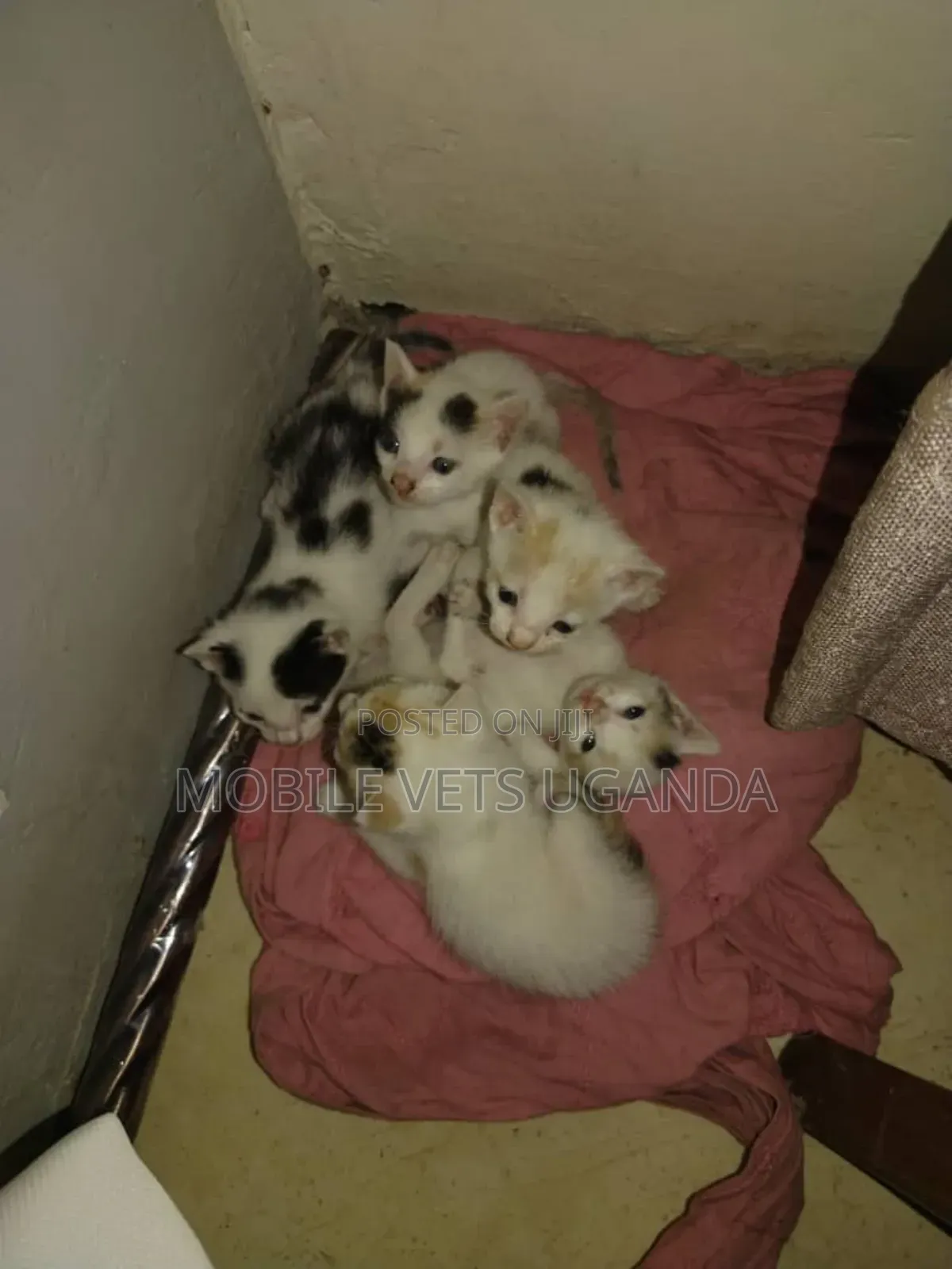 0-1 month Male Purebred Bombay