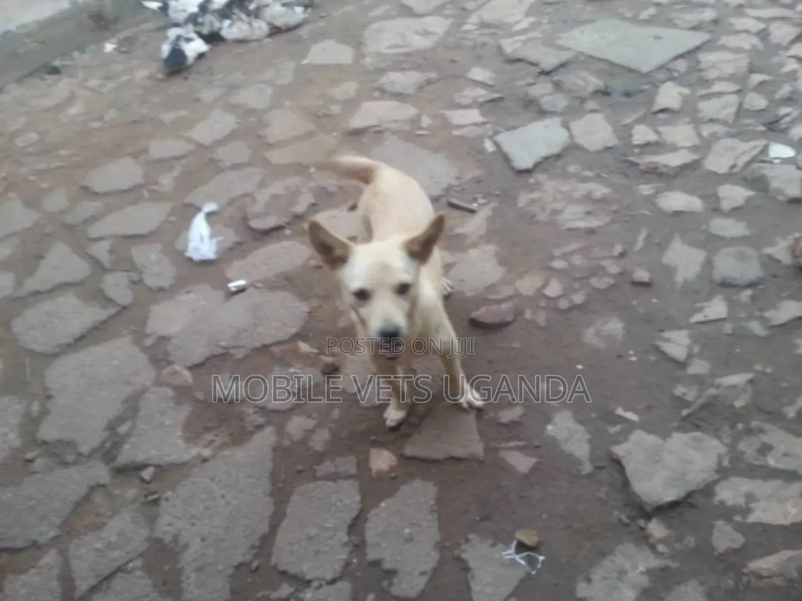 6-12 months Male Purebred Chihuahua