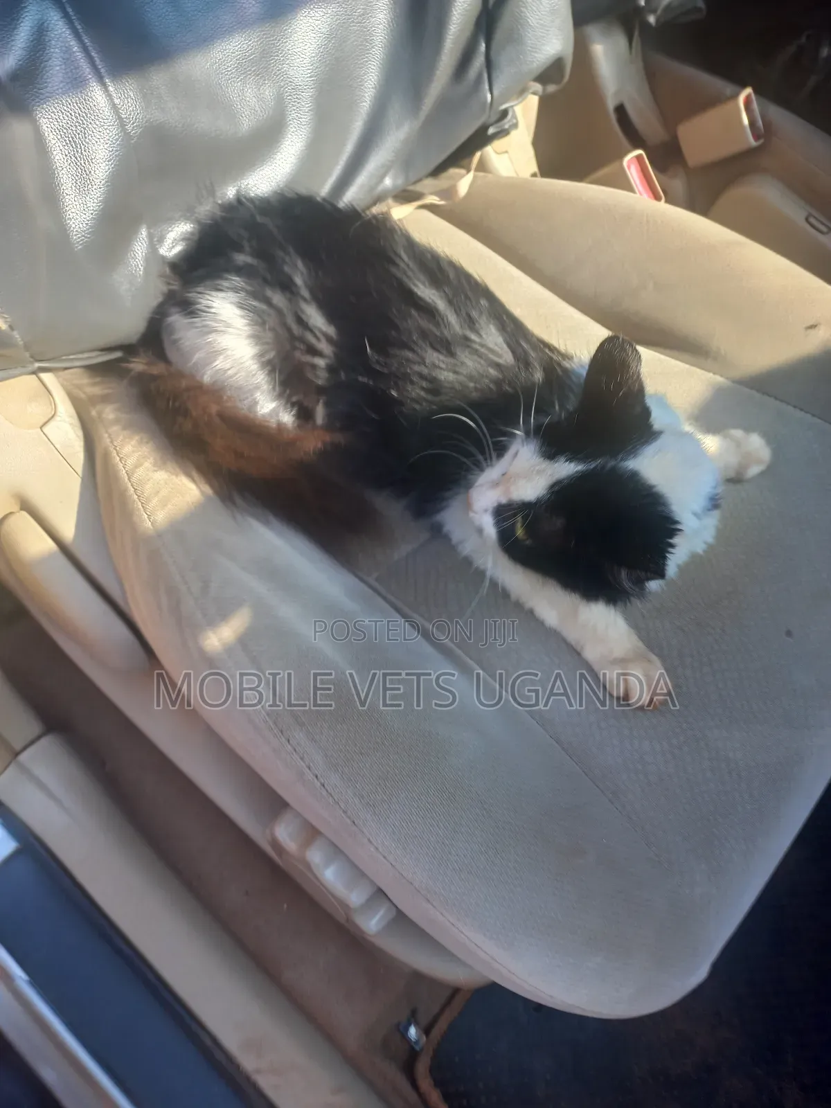 6-12 months Male Purebred American Bobtail