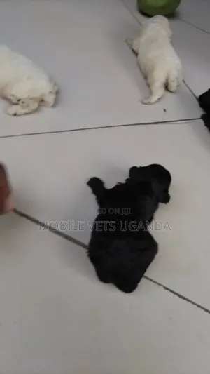 0-1 month Female Purebred Maltese