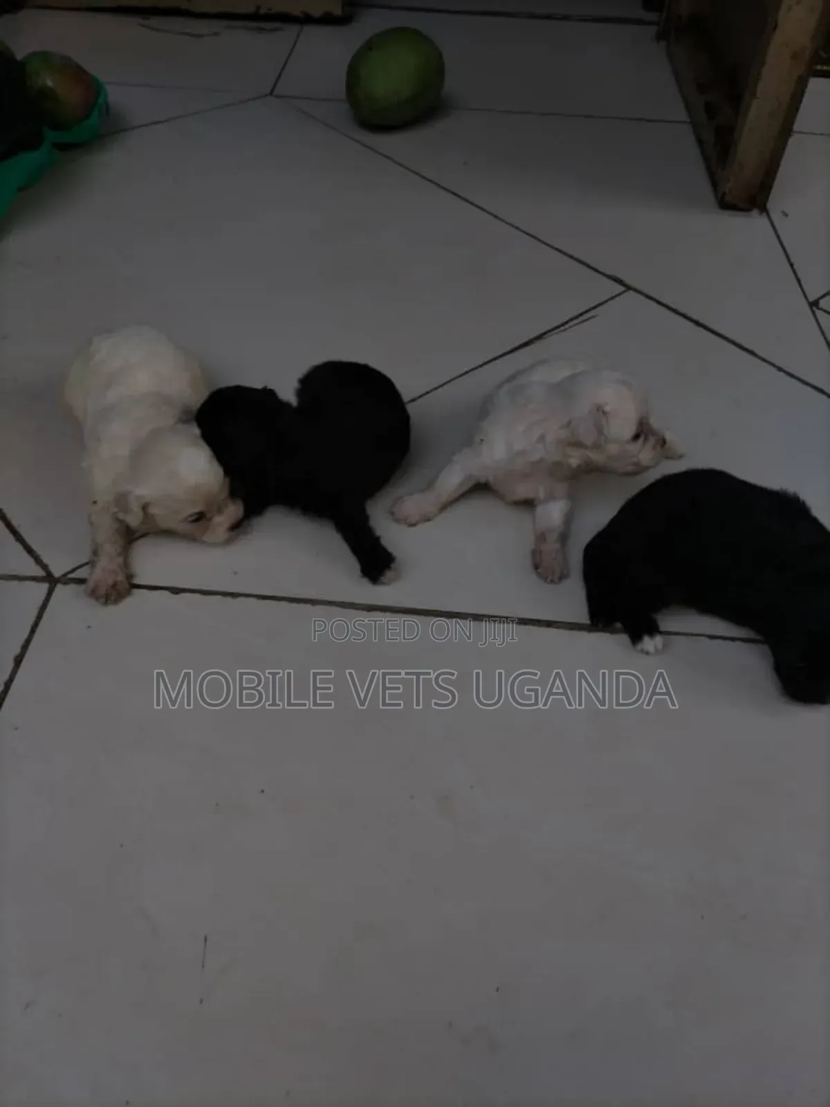 0-1 month Male Purebred Maltese