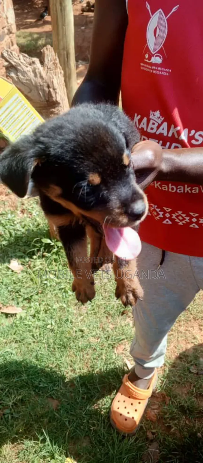 1-3 months Male Purebred Rottweiler