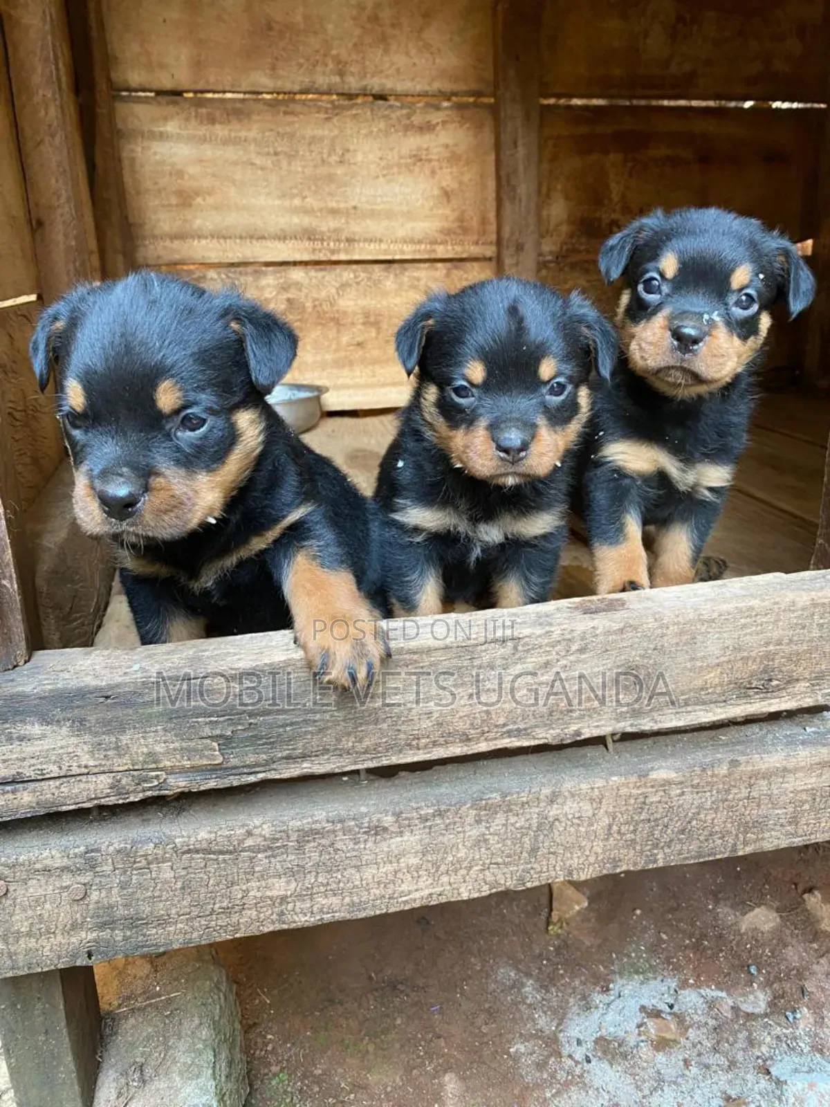 0-1 month Male Purebred Rottweiler