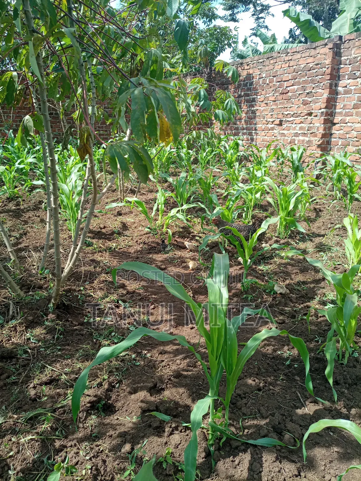 200x100 Land in Kyabakadde Giveaway Price