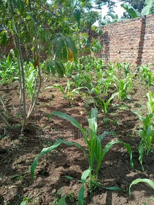 200x100 Land in Kyabakadde Giveaway Price