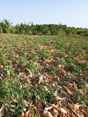 5 Acres of Farm Land on Lake Shores