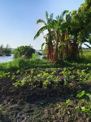 5 Acres of Farm Land on Lake Shores