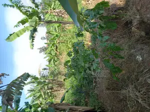 Kira One Acre on Quicksale