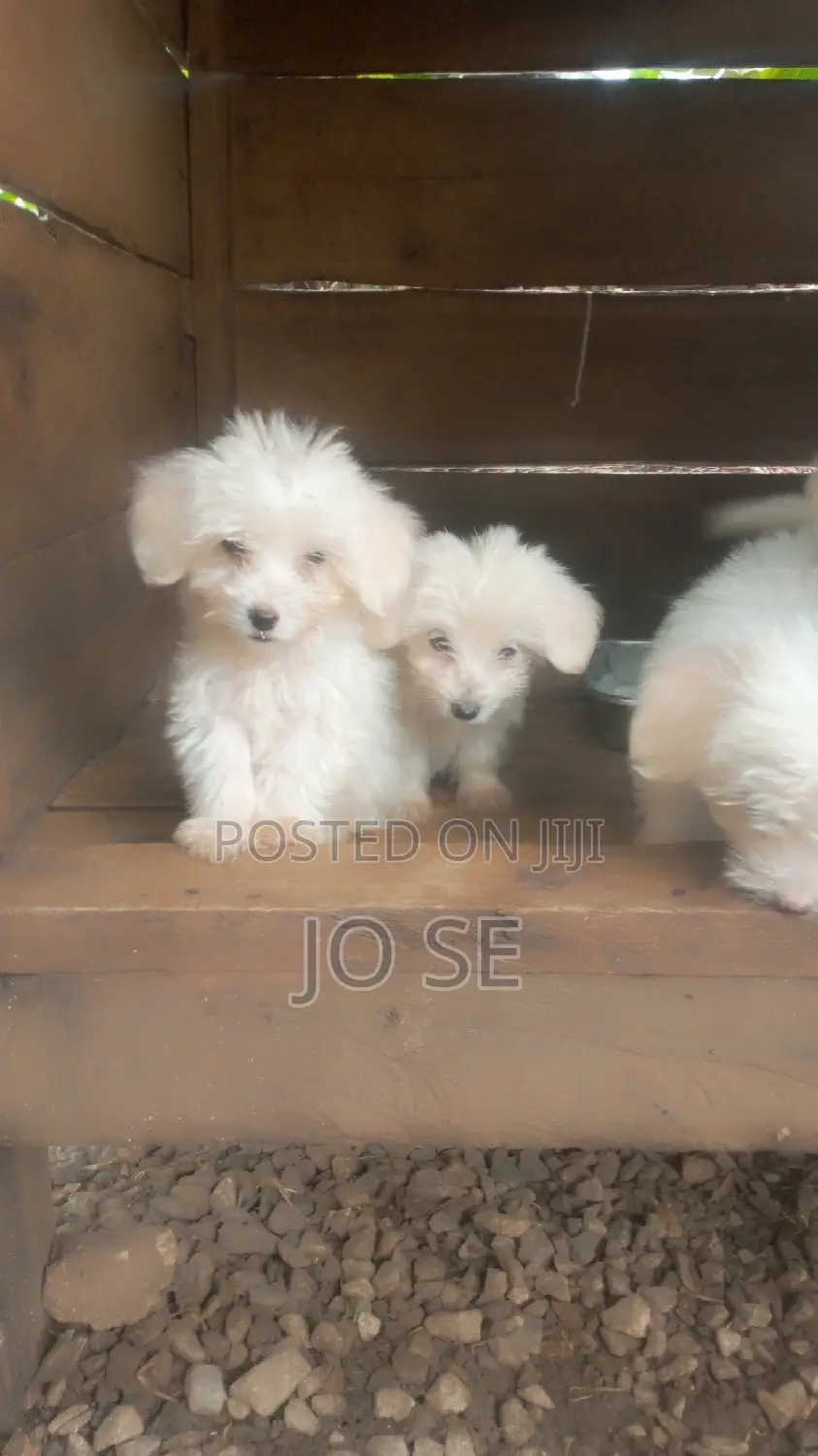 3-6 months Male Purebred Maltese