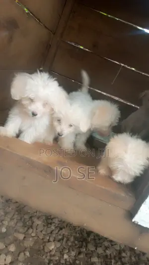 3-6 months Male Purebred Maltese