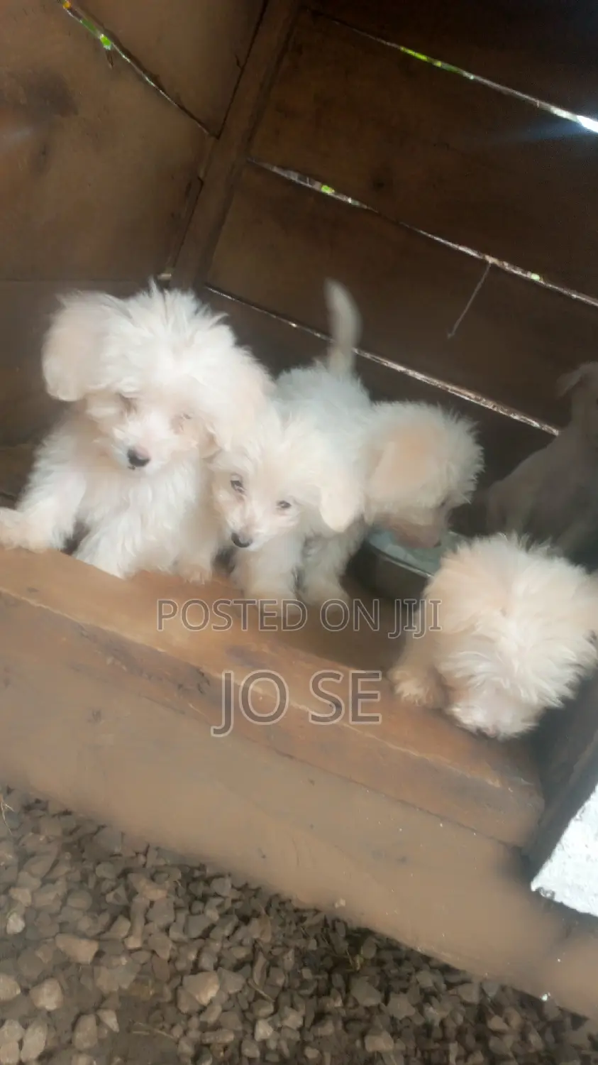 3-6 months Male Purebred Maltese