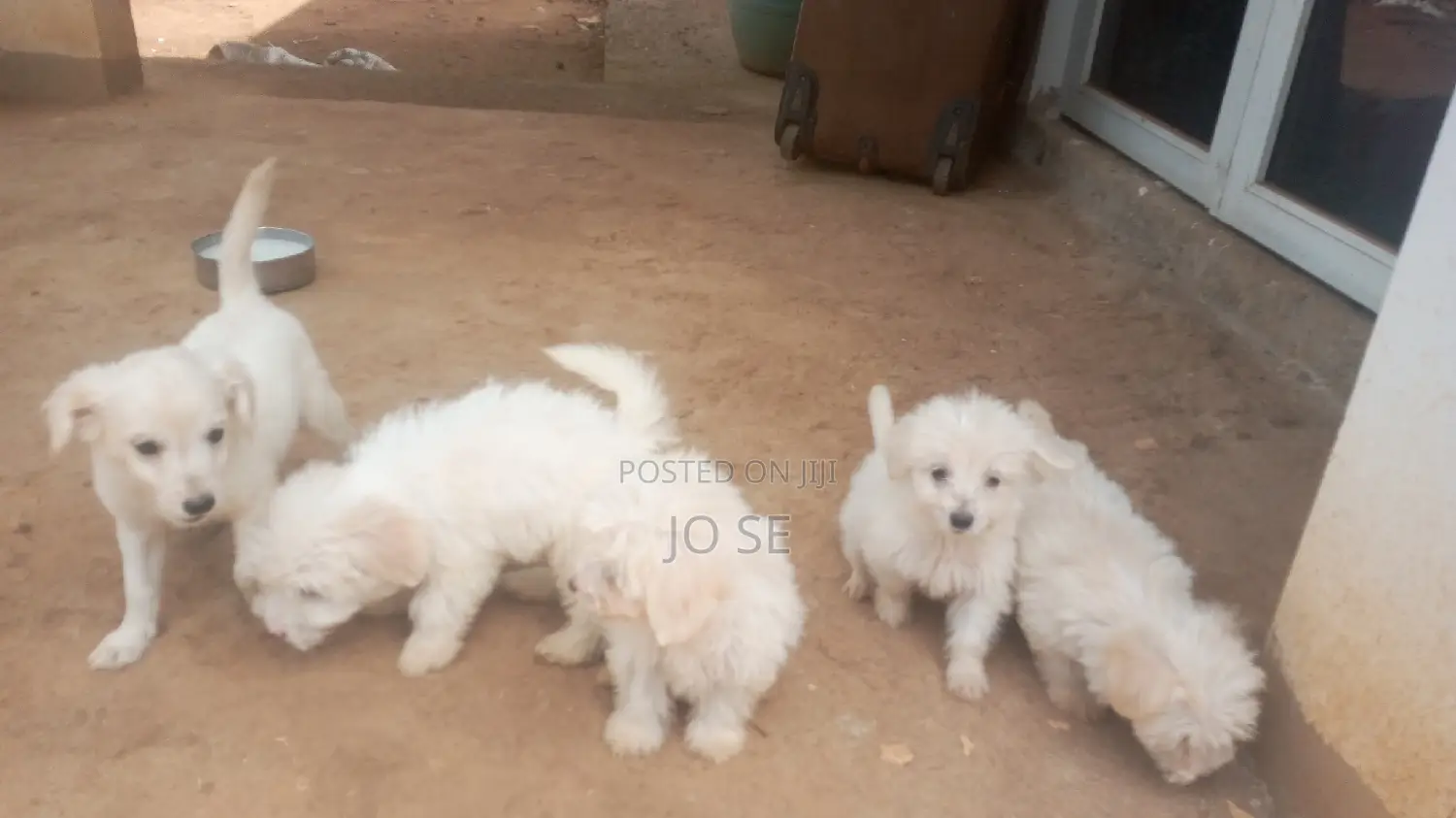 3-6 months Male Purebred Maltese