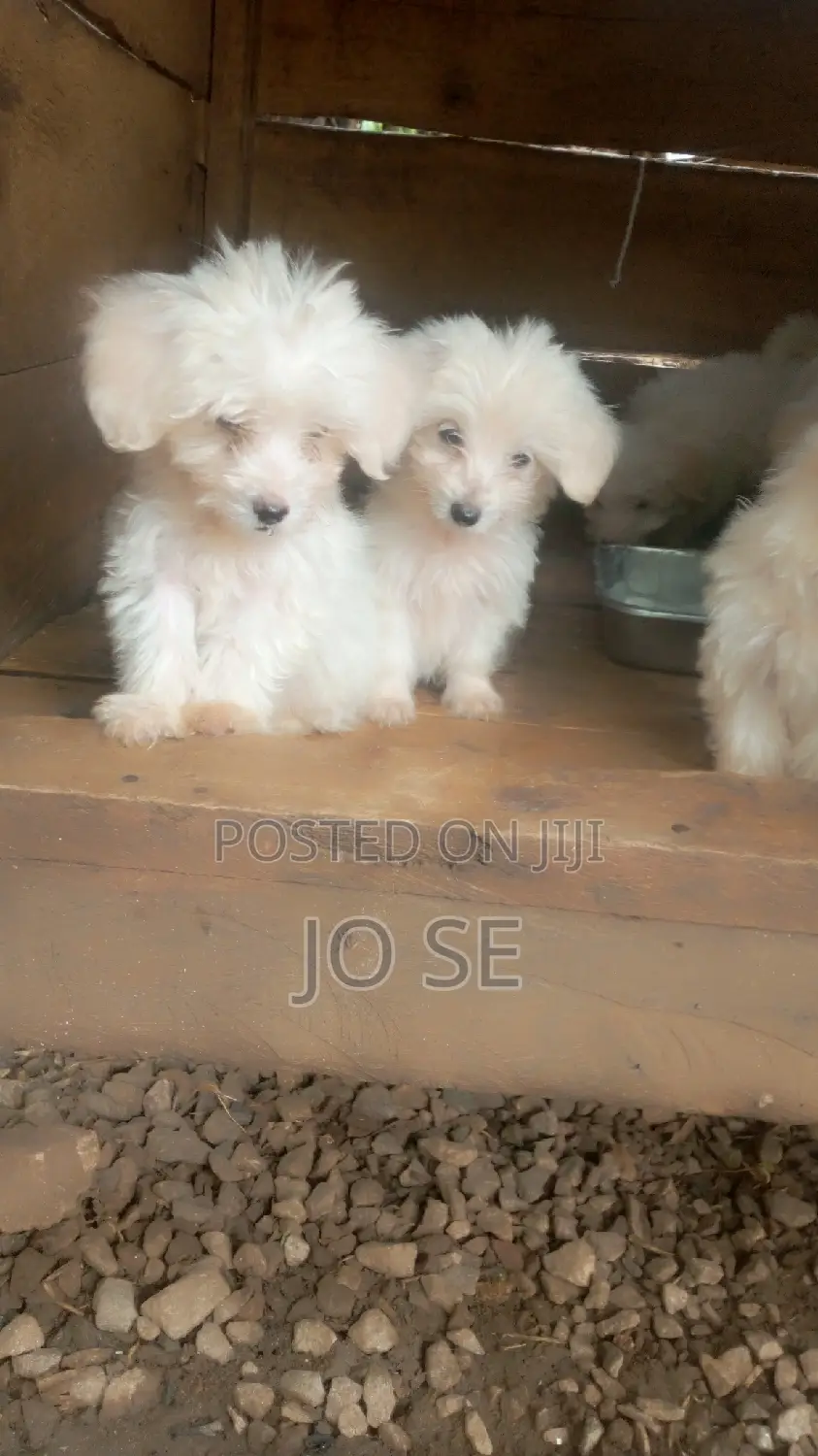 3-6 months Male Purebred Maltese